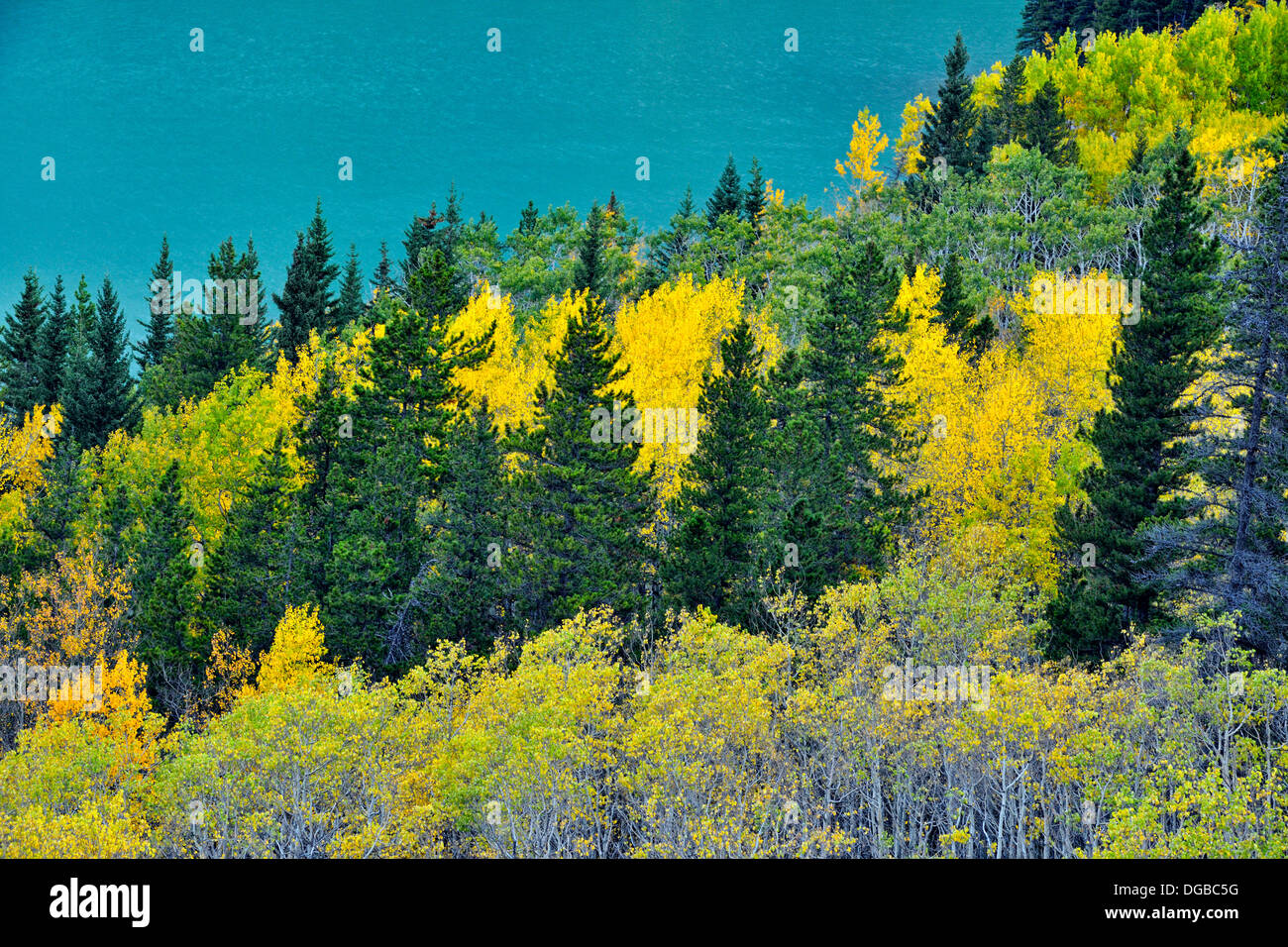 Autunno aspen foresta vicino lago di sbarramento Kananaskis Country Alberta Canada Foto Stock