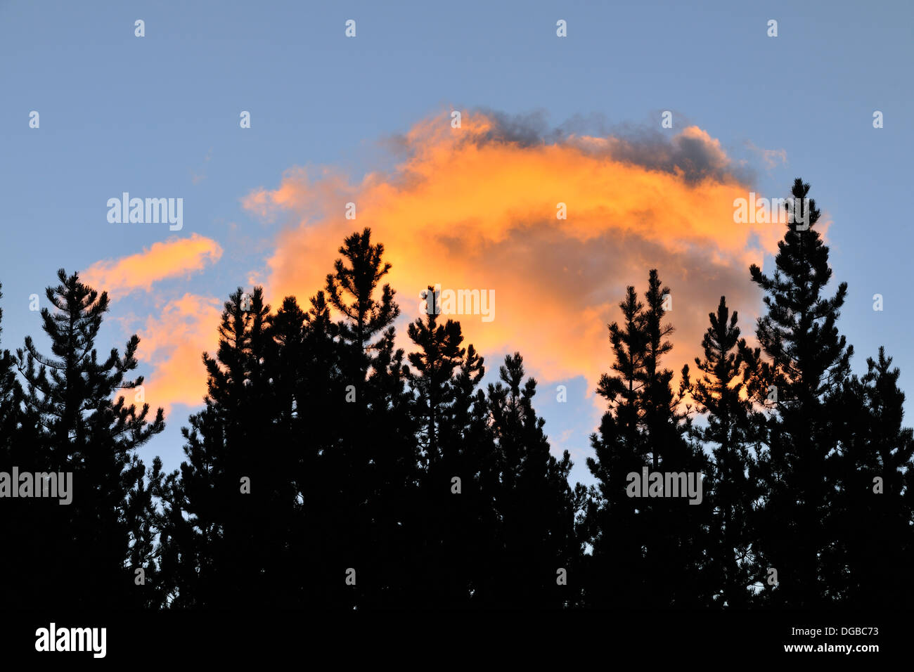 Alberi di pino e nuvole all alba di Kananaskis Country Alberta Canada Foto Stock