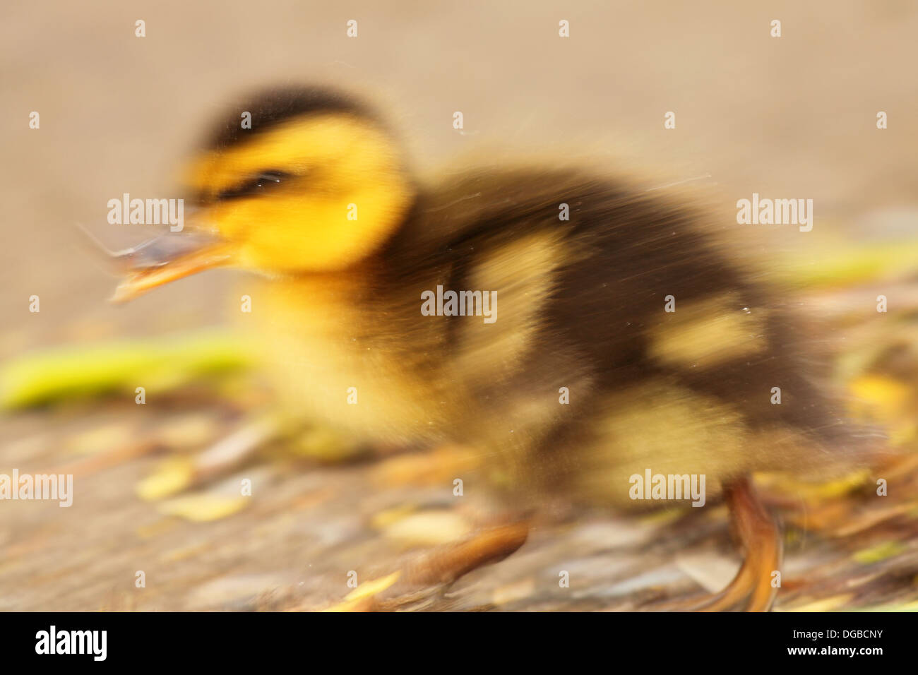 Una sfocatura intenzionale- che mostra un bambino il Germano reale che corre lungo una spiaggia in California. Foto Stock