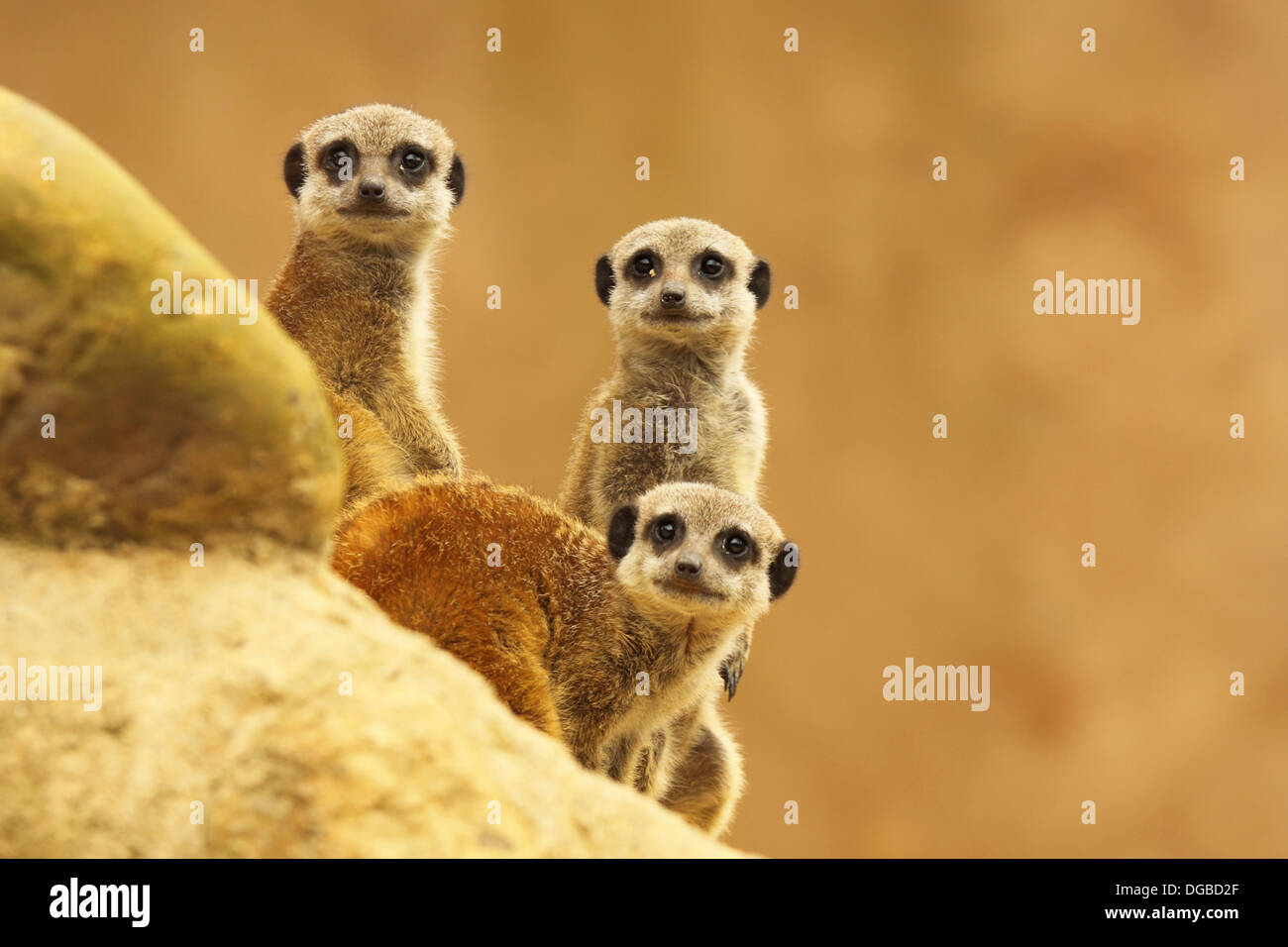 Un gruppo di Meerkats dando un aspetto strano. Foto Stock