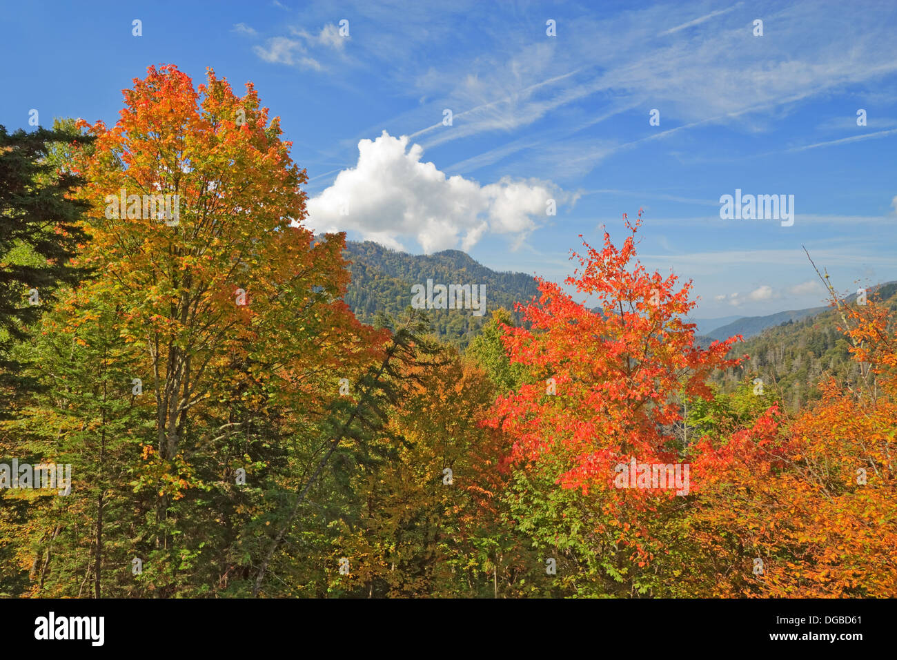 Foglie di autunno di iniziare a girare nel parco nazionale di Great Smoky Mountains contro un luminoso cielo blu e nuvole bianche Foto Stock