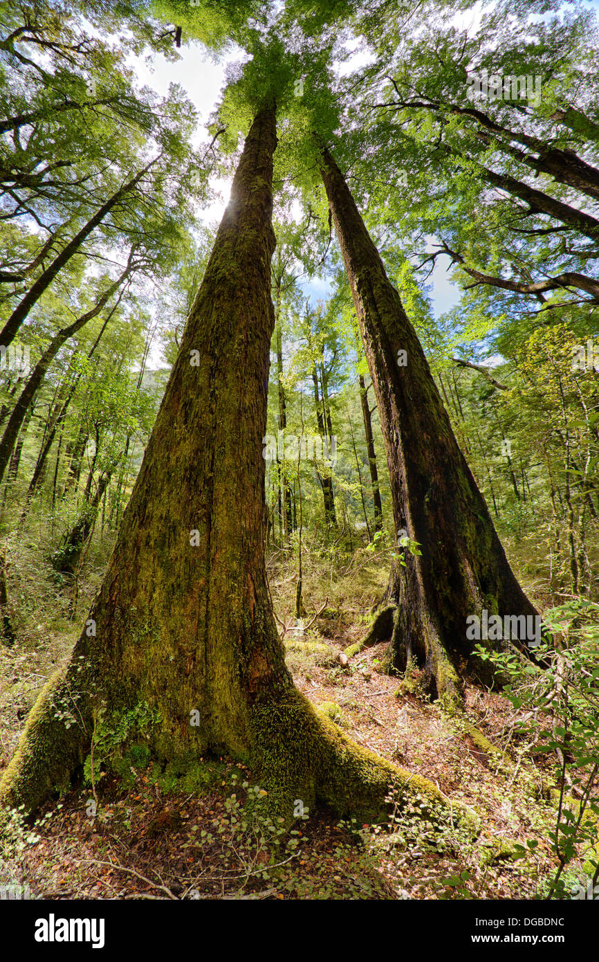 Foresta nativa intorno Maruia River Valley. Foto Stock