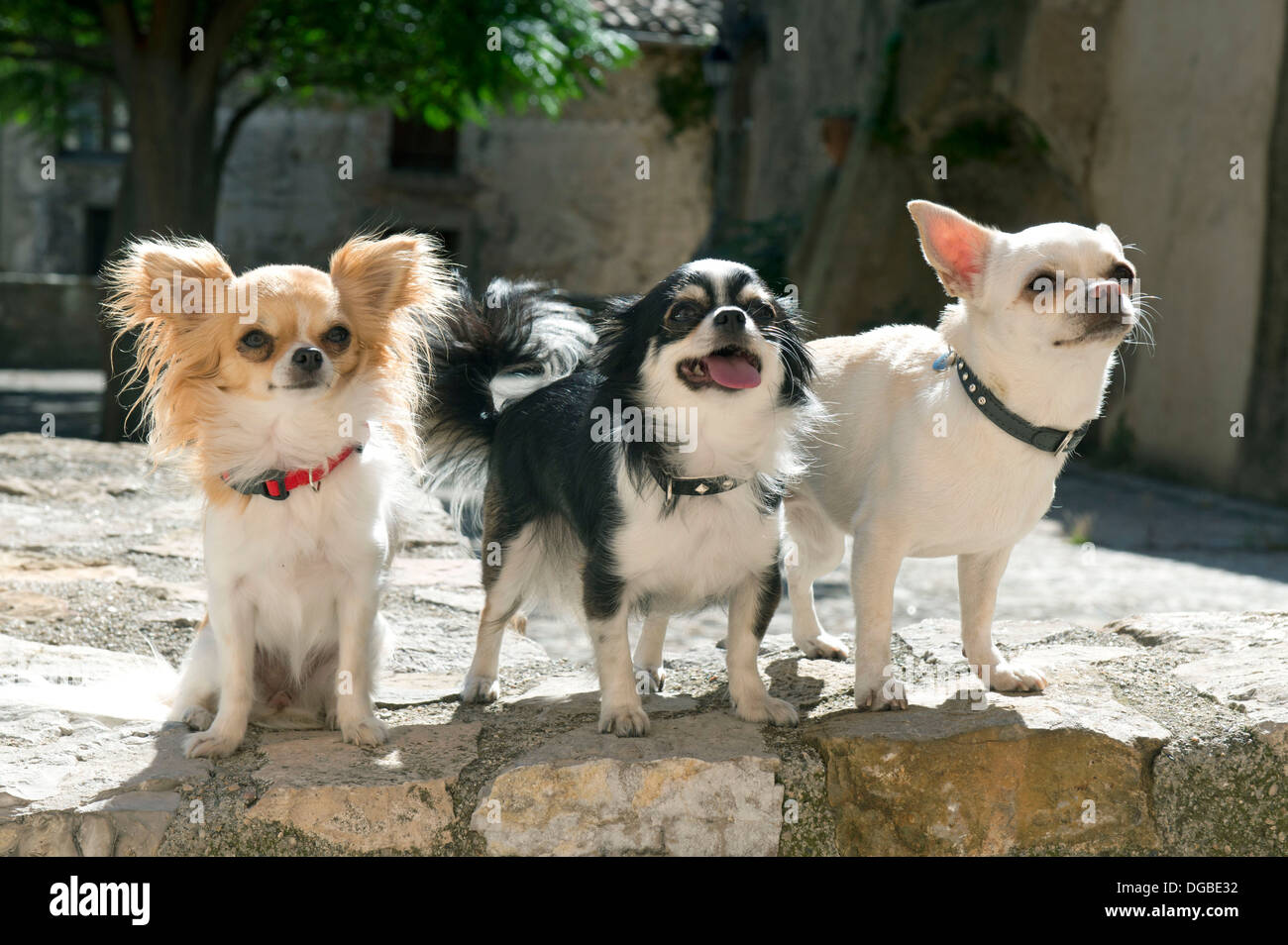Ritratto di carino i chihuahua di razza pura in una città Foto Stock