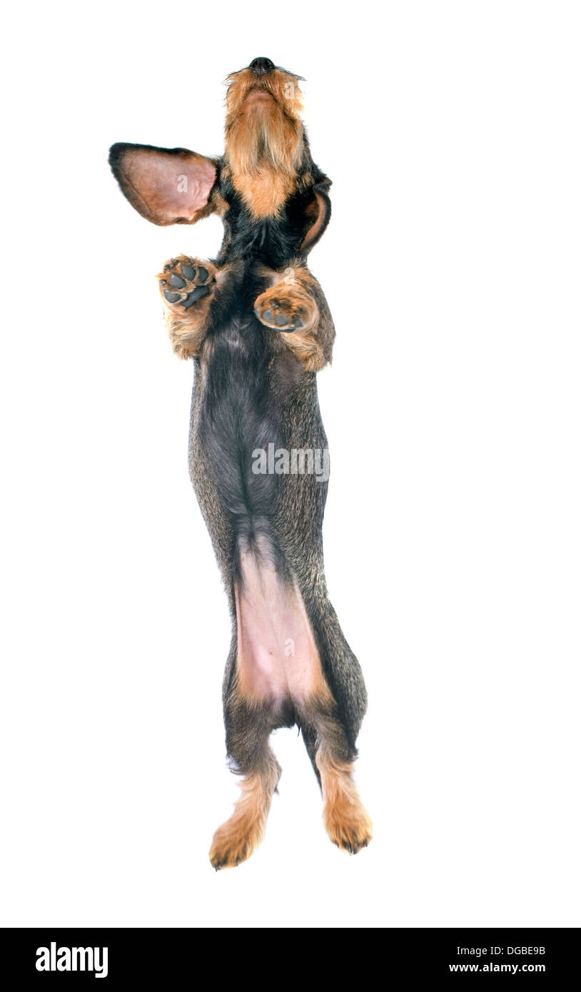 Jumping cucciolo dai capelli filo bassotto davanti a uno sfondo bianco Foto Stock