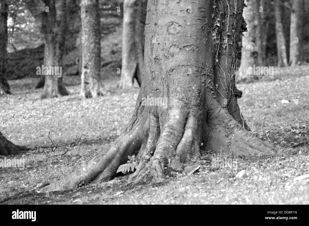 Gli alberi forestali con radici quadrate in bianco e nero Foto Stock