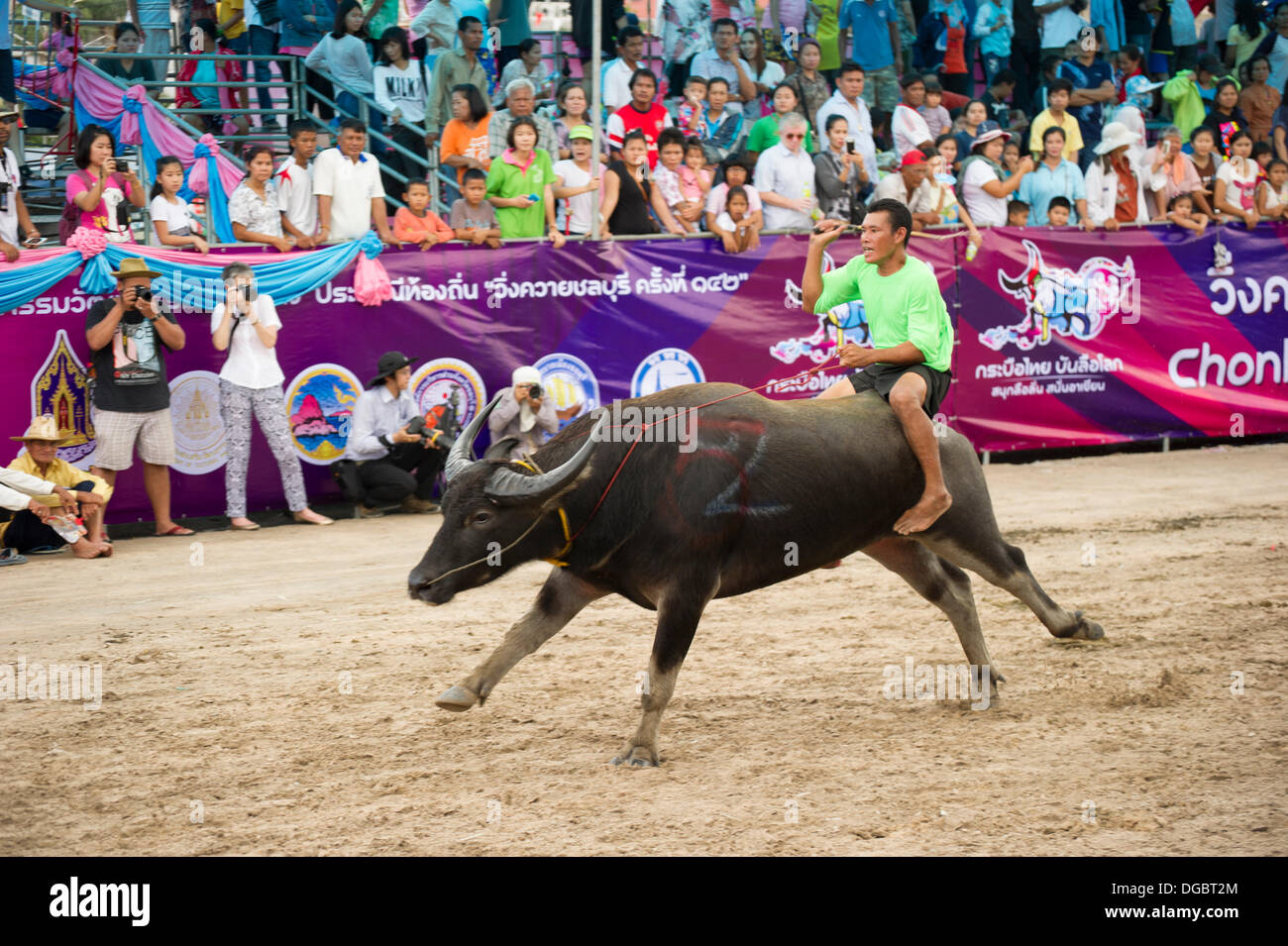 Chonburi, Thailandia. Il 18 ottobre 2013. Chonburi, Thailandia buffalo gare Credito: Christopher Riddler/Alamy Live News Foto Stock