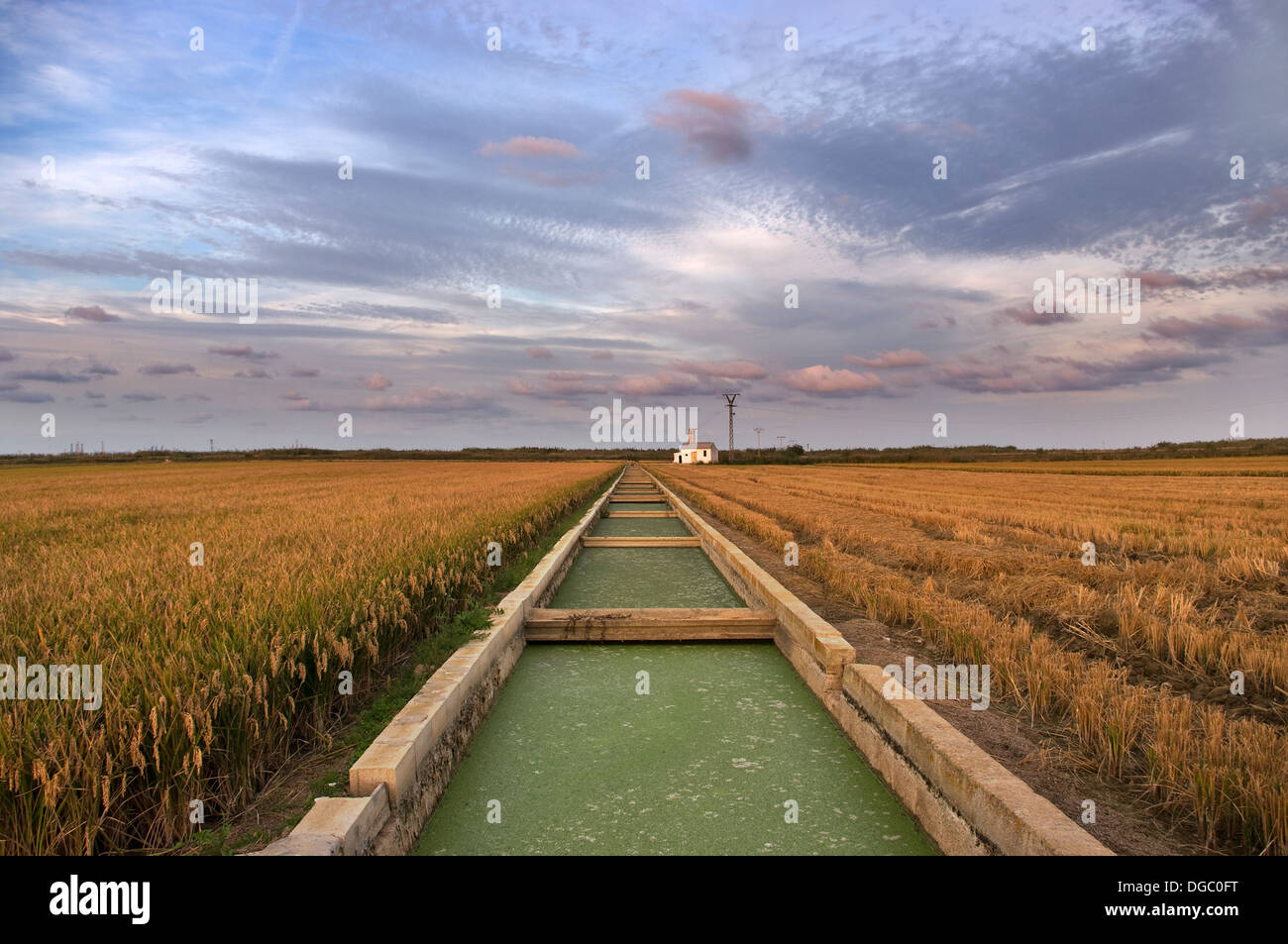 Canale di irrigazione di riso. Foto Stock