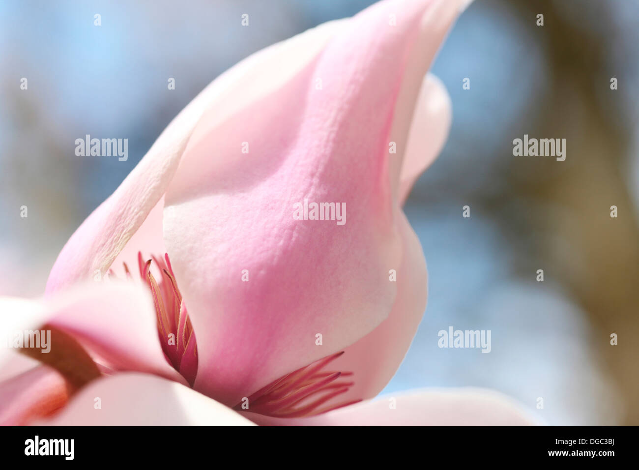 La squisita magnolia sprengeri fiore rosa su una bella giornata di primavera con blue sky Jane Ann Butler JABP Fotografia1083 Foto Stock