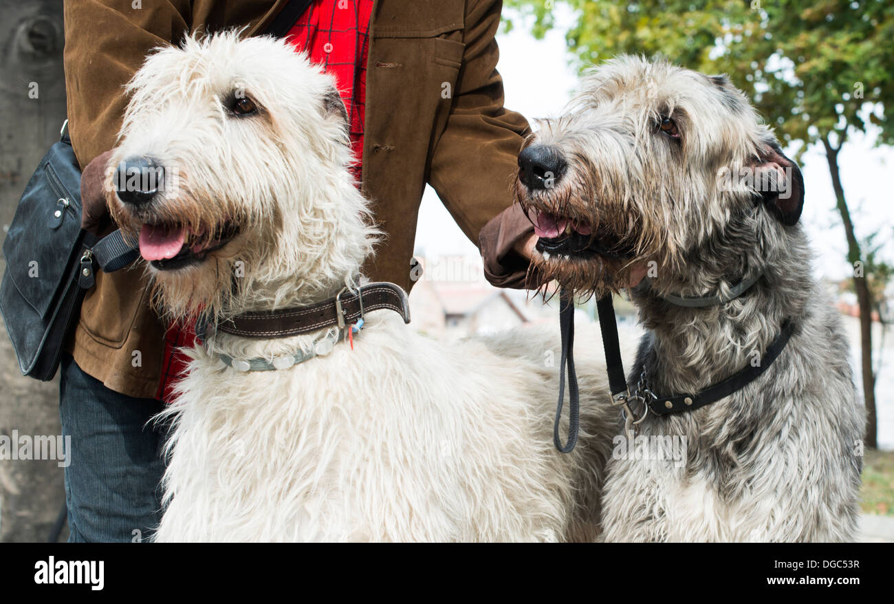 Due giganti schnauzer cani. Bianco e nero Foto Stock
