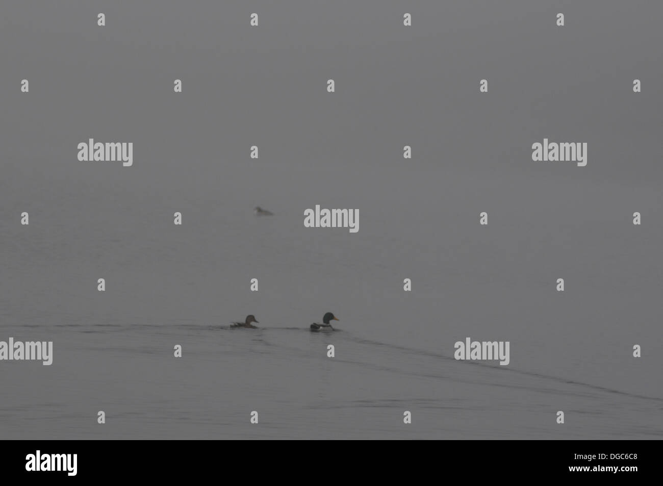 Bewl, Lamberhurst, UK. Xviii oct, 2013. Anatre in la nebbia di mattina su Bewl acqua sul Kent/Sussex confine. Credito: David Burr/Alamy Live News Foto Stock