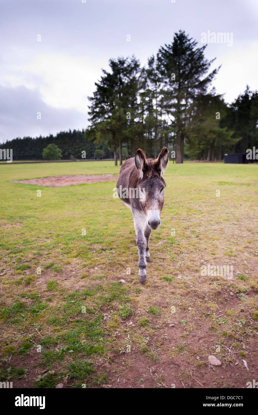 Asino camminando verso la telecamera Foto Stock
