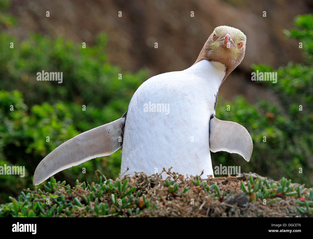 Giallo-eyed penguin Megadyptes antipodes (Hombron & Jacquinot, 1841) Foto Stock