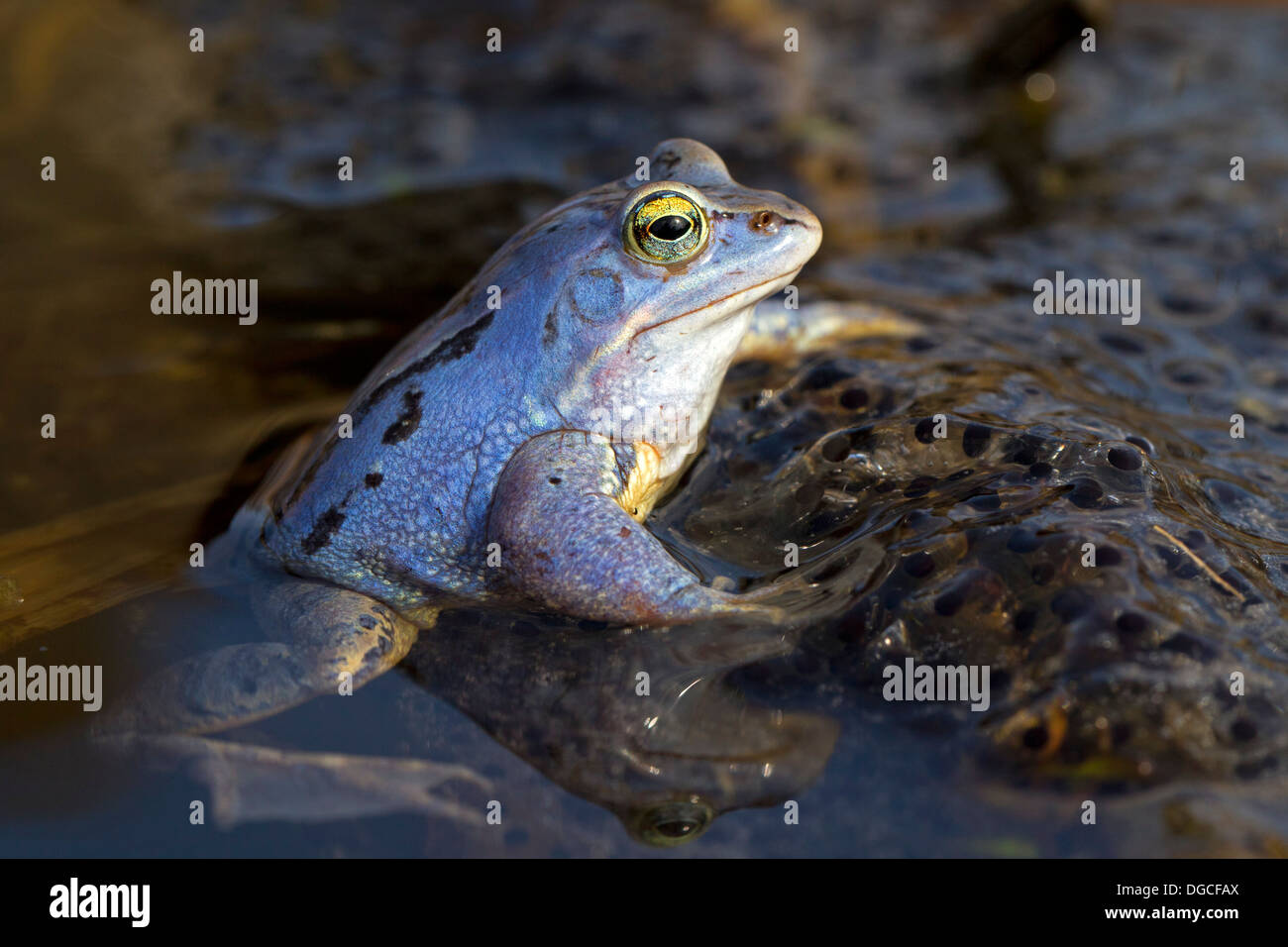 Moor frog spawn (Rana arvalis) e blu maschio colorate galleggianti in stagno tra frogspawn durante la stagione della riproduzione in primavera Foto Stock