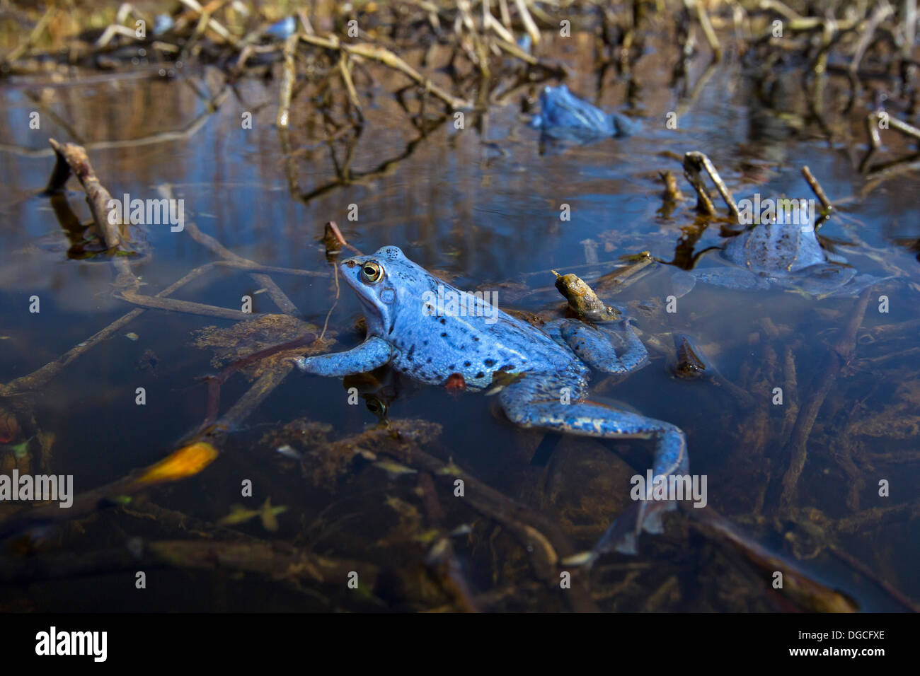 Moor rane (Rana arvalis) colorate in blu maschi galleggianti in stagno durante la stagione della riproduzione in primavera Foto Stock