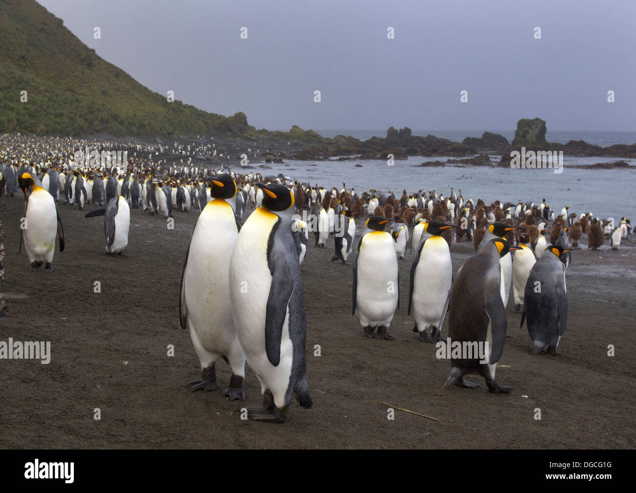 Il re dei pinguini, tra la colonia, su un vento spiaggia spazzata, lungo la costa nord est di Macquarie Island, Oceano Meridionale Foto Stock