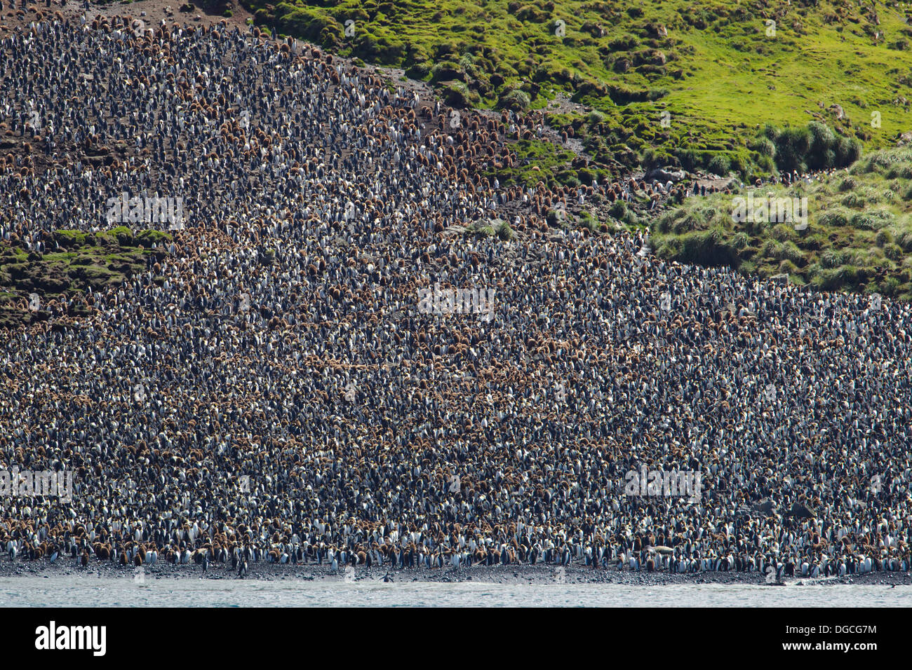 Re colonia di pinguini, a Lusitania Bay, lungo la costa orientale di Macquarie Island, Oceano Meridionale Foto Stock