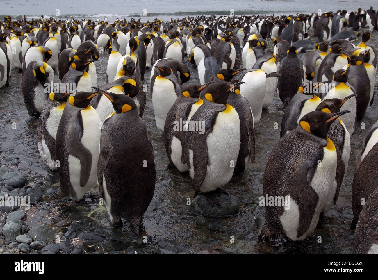 Re colonia di pinguini, a Sandy Bay, lungo la costa orientale di Macquarie Island, Oceano Meridionale Foto Stock
