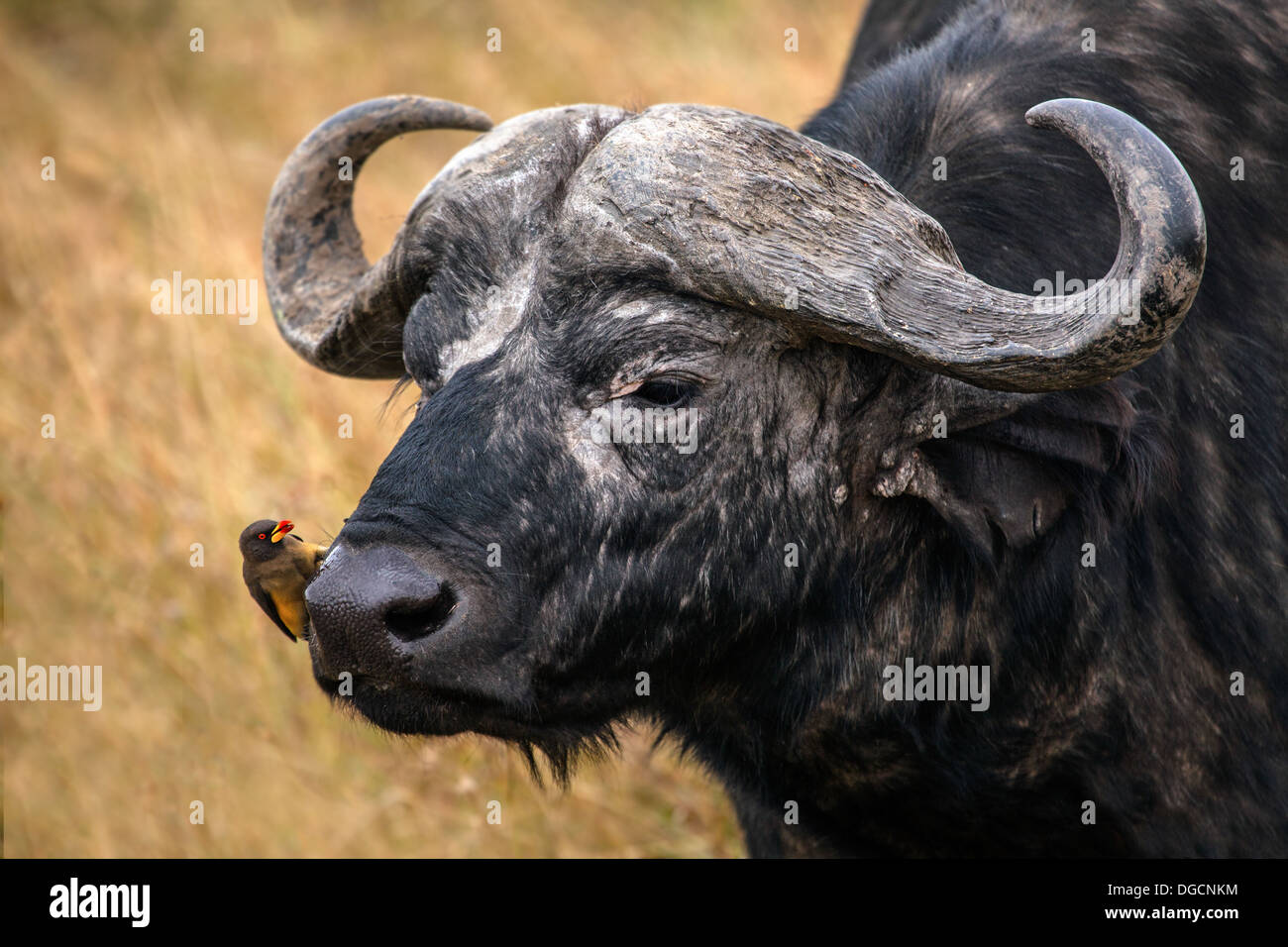 Un bue pecker ispeziona un grande bull buffalo Foto Stock