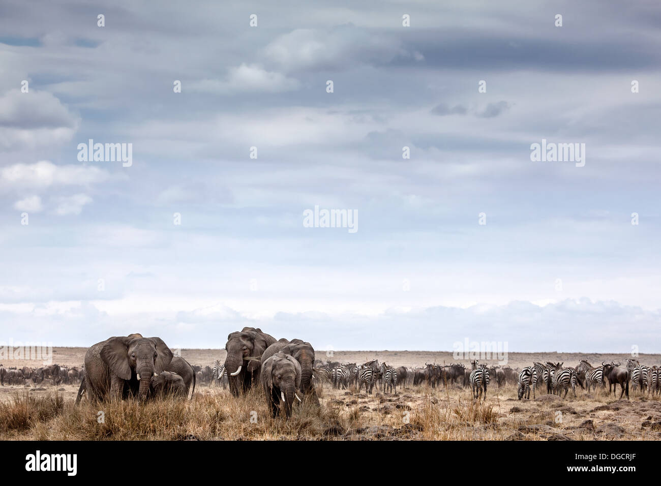 Una mandria o gli elefanti pascolano su open veld Foto Stock