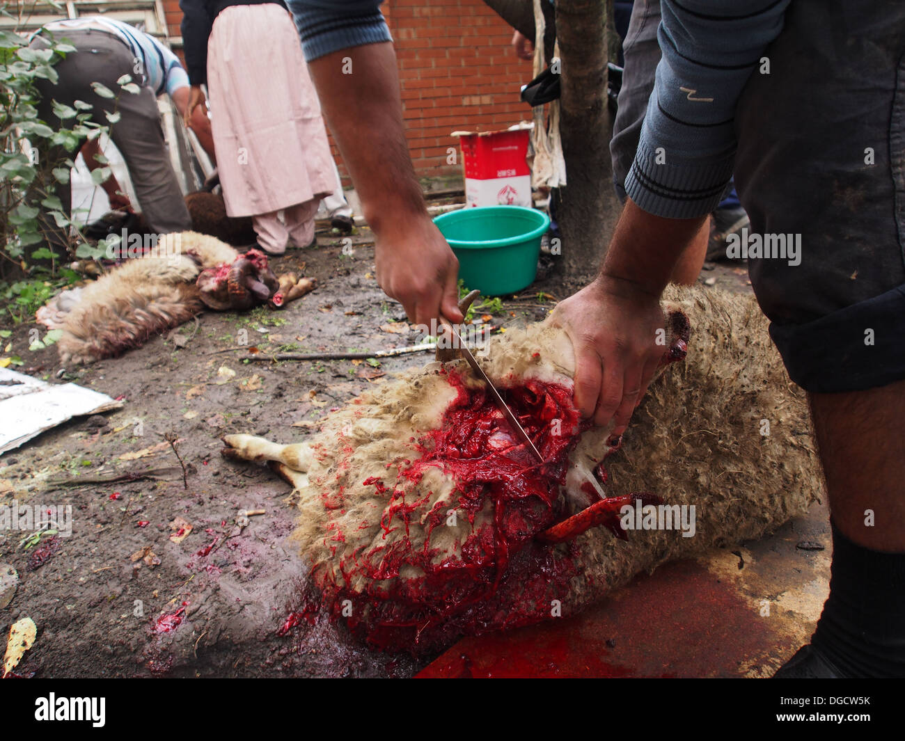 Il sacrificio di ram durante la celebrazione di Al-Adha Foto Stock