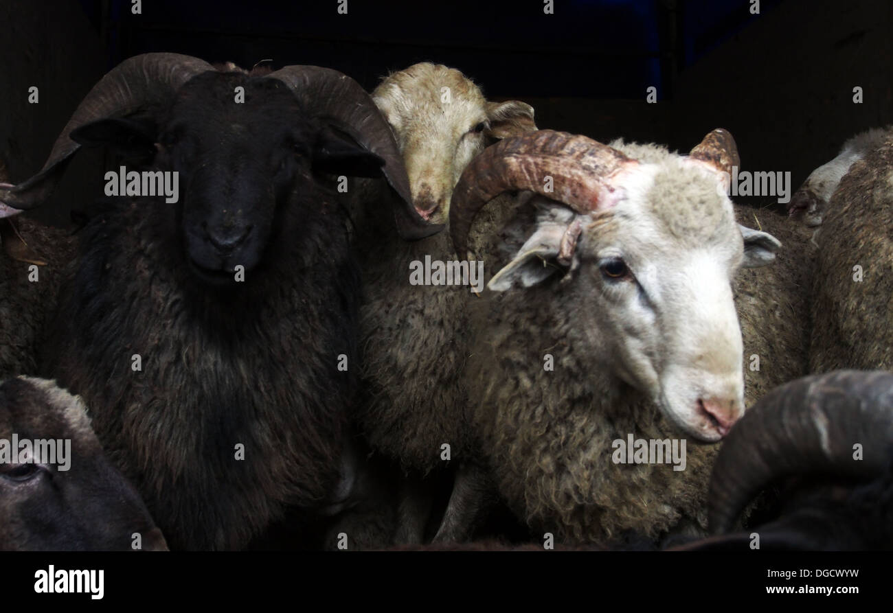 Ram per il sacrificio durante la celebrazione di Al-Adha Foto Stock