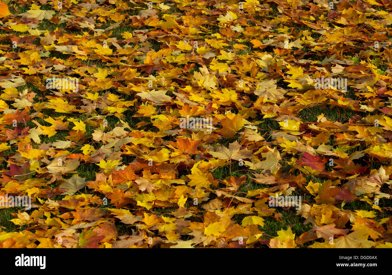 Colorato Foglie di autunno, colorato di foglie di autunno, foglie di autunno sfondo, foglie variopinte, rosso, arancione, giallo Foto Stock