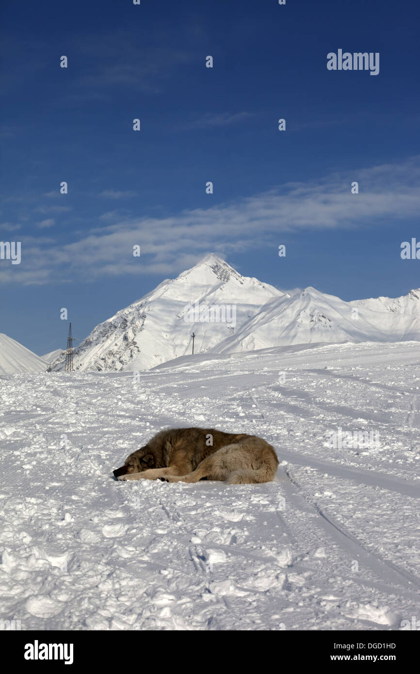 Cane di dormire sulla pista da sci. Montagne del Caucaso, Georgia, stazione sciistica Gudauri. Foto Stock