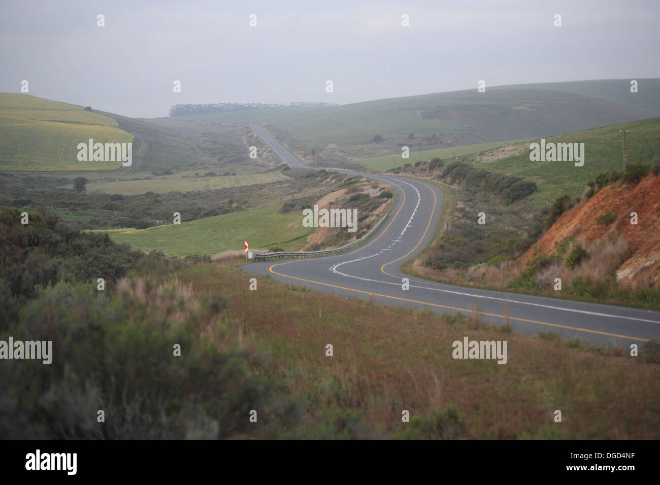 Strada rurale al crepuscolo con campi di canola in background, il Genadendal/area Grayton, Provincia del Capo Occidentale, Sud Africa Foto Stock