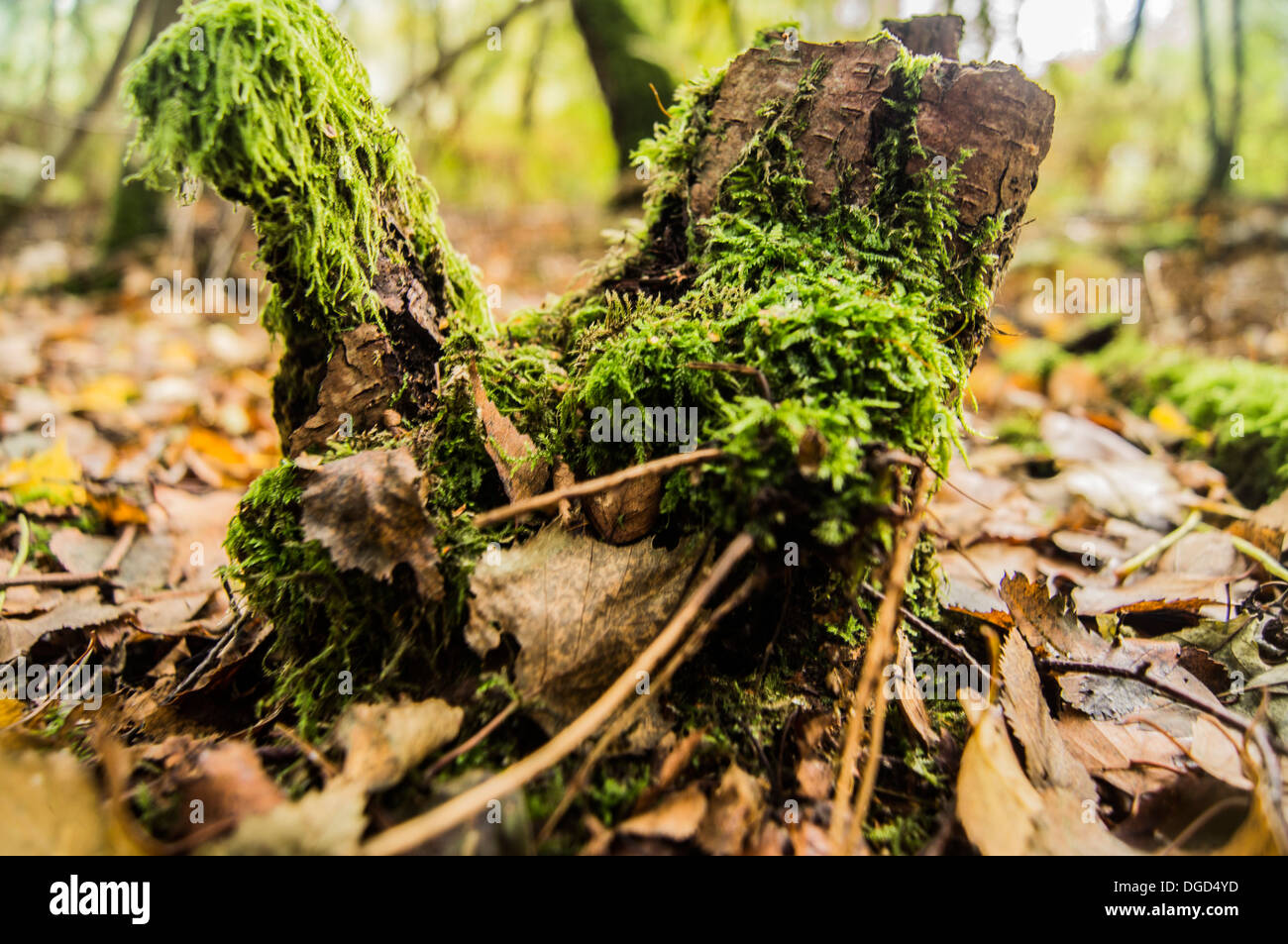 Tronco di albero. Foto Stock