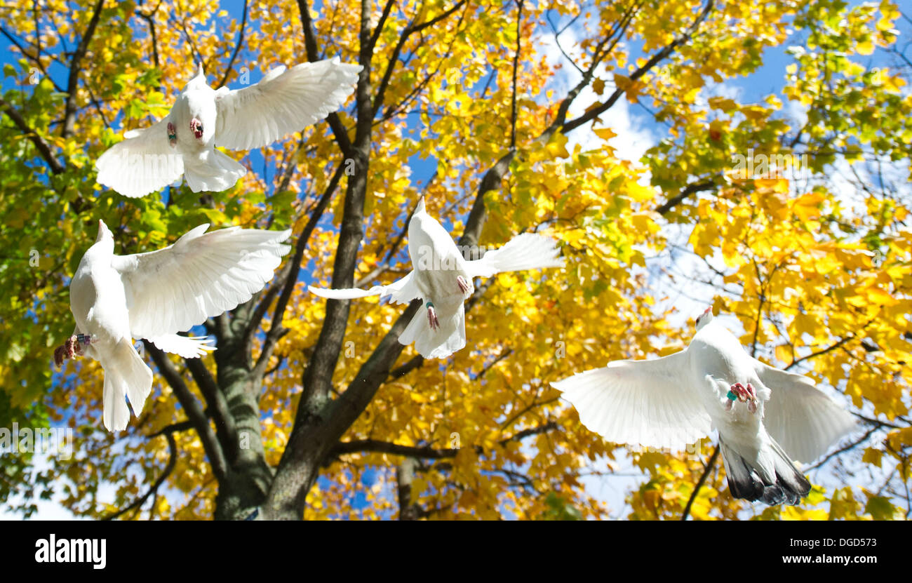 Berlino, Germania. Xviii oct, 2013. In occasione dell'UE Anti-Trafficking giorno, membri e sostenitori dell'associazione 'insieme contro la tratta di esseri umani" lasciate volare 50 colombe a Berlino (Germania), 18 ottobre 2013. Foto: OLE SPATA/dpa/Alamy Live News Foto Stock