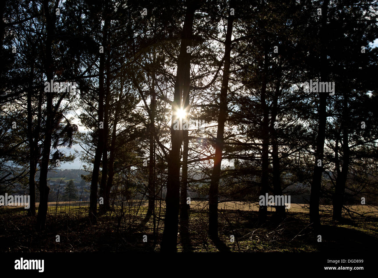 La luce del sole attraverso gli alberi sulla follia Hill, Faringdon su un inverno di mattina Foto Stock