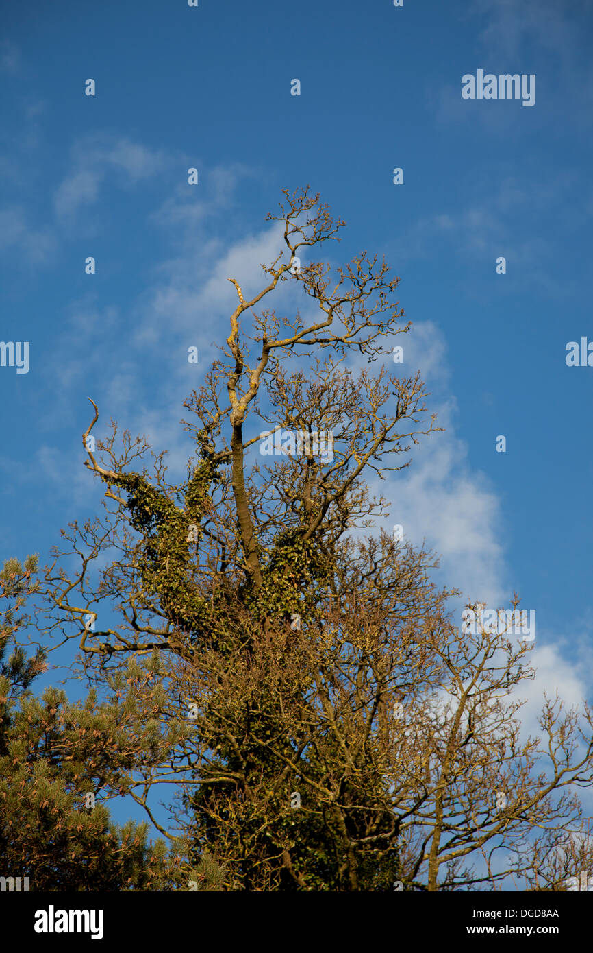 Coperto di edera albero su un croccante di inverno di giorno Foto Stock
