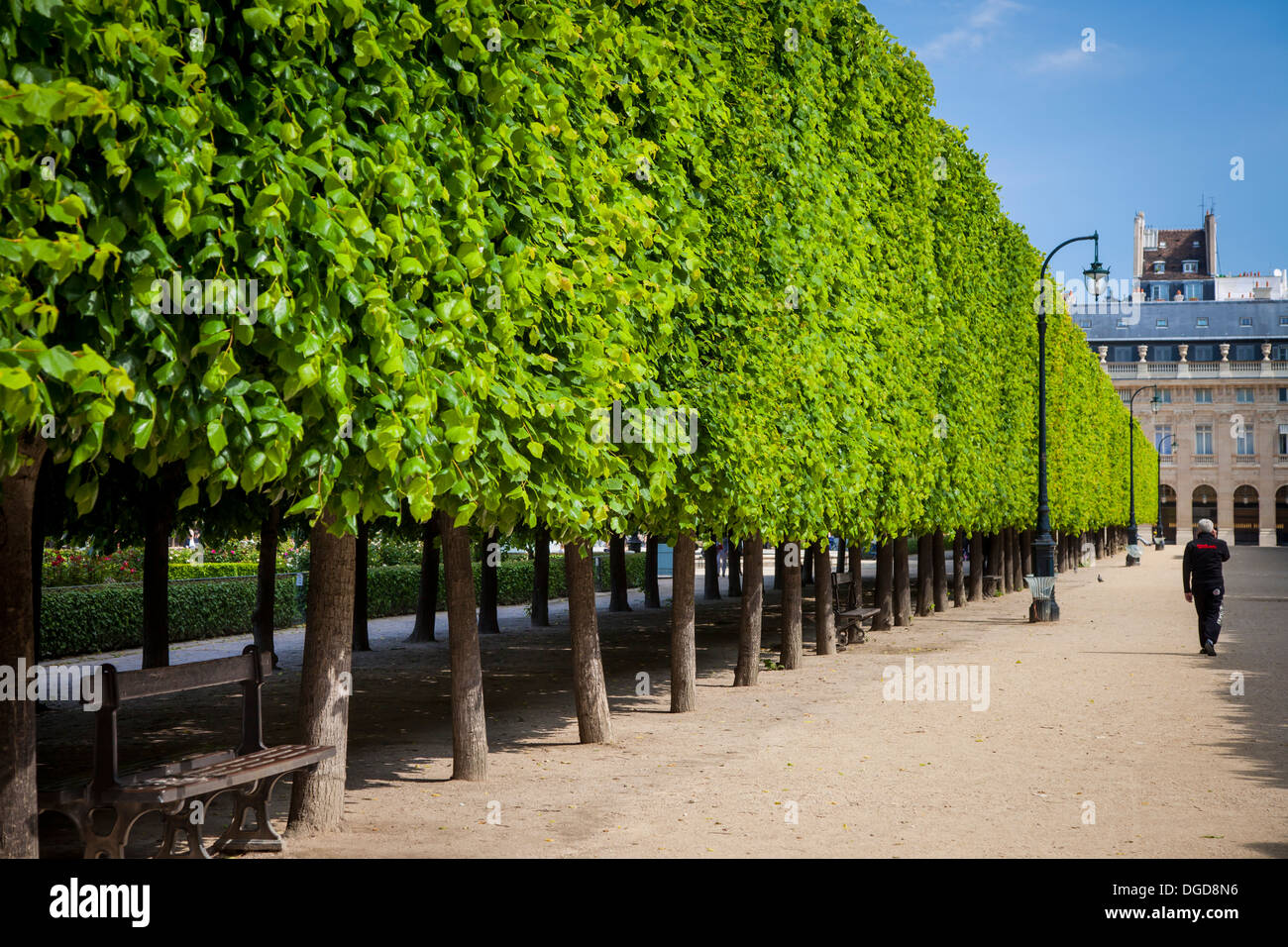 La linea di alberi nel giardino del Palais Royal, Paris Francia Foto Stock