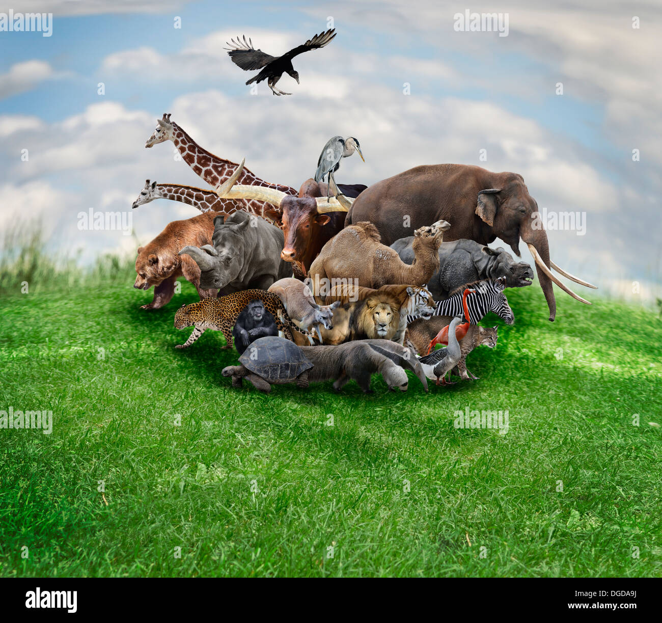 Animali selvatici ed uccelli collage Foto Stock