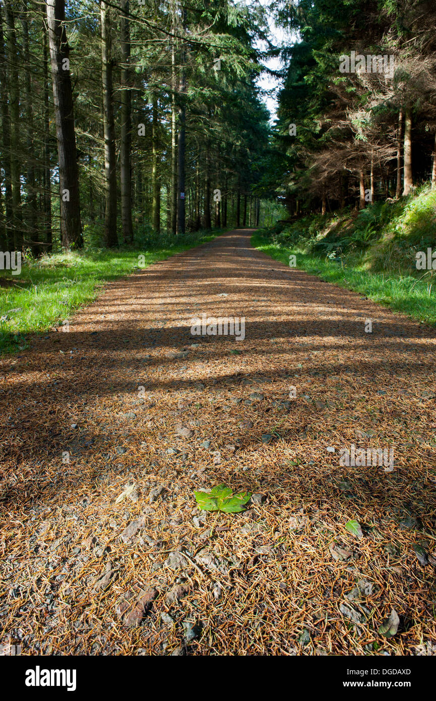 Via attraverso una foresta di pini sulle colline Breidden, Shropshire-Powys frontiera, REGNO UNITO Foto Stock