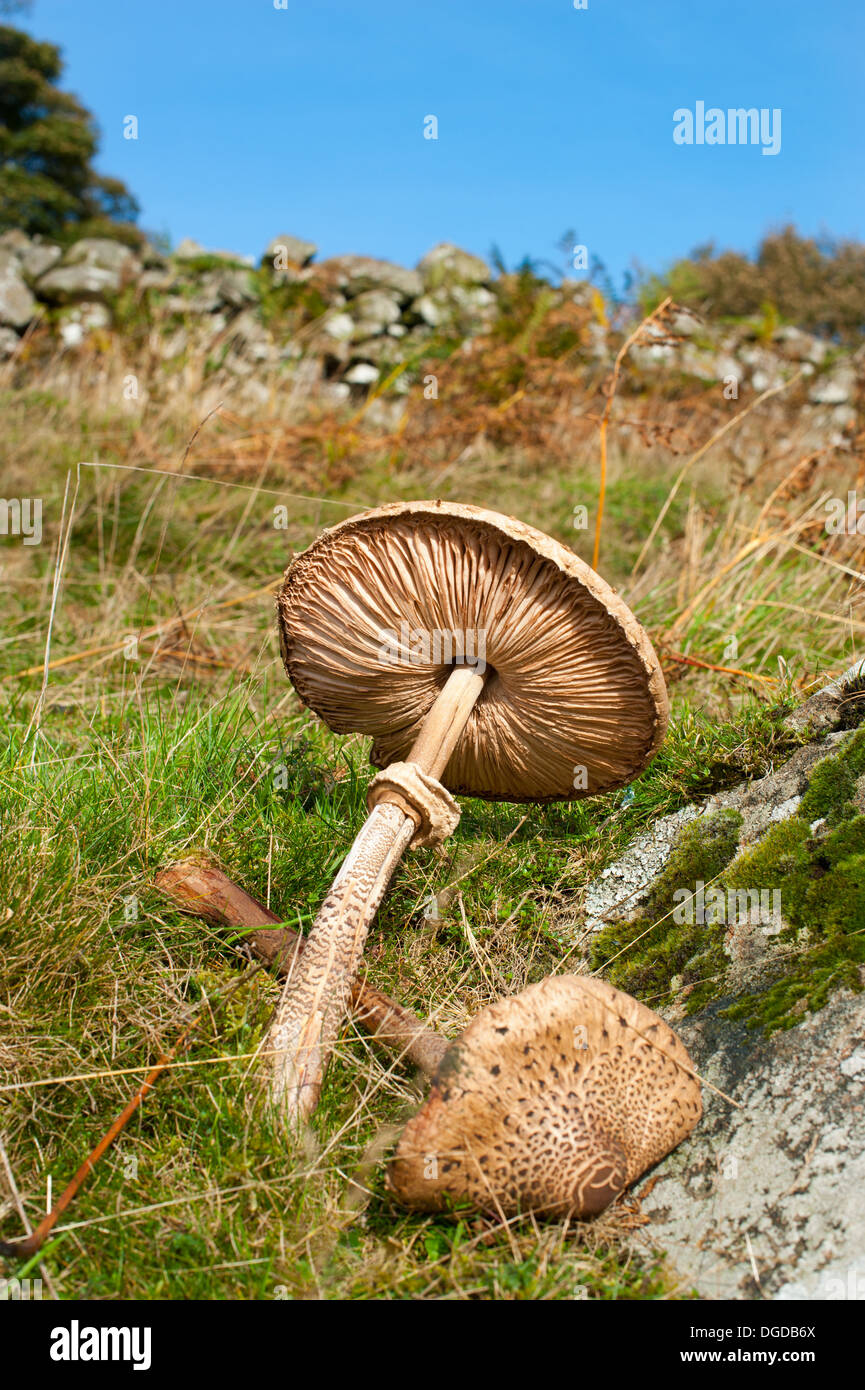 Toadstools crescono sulle colline Breidden, Wales, Regno Unito Foto Stock