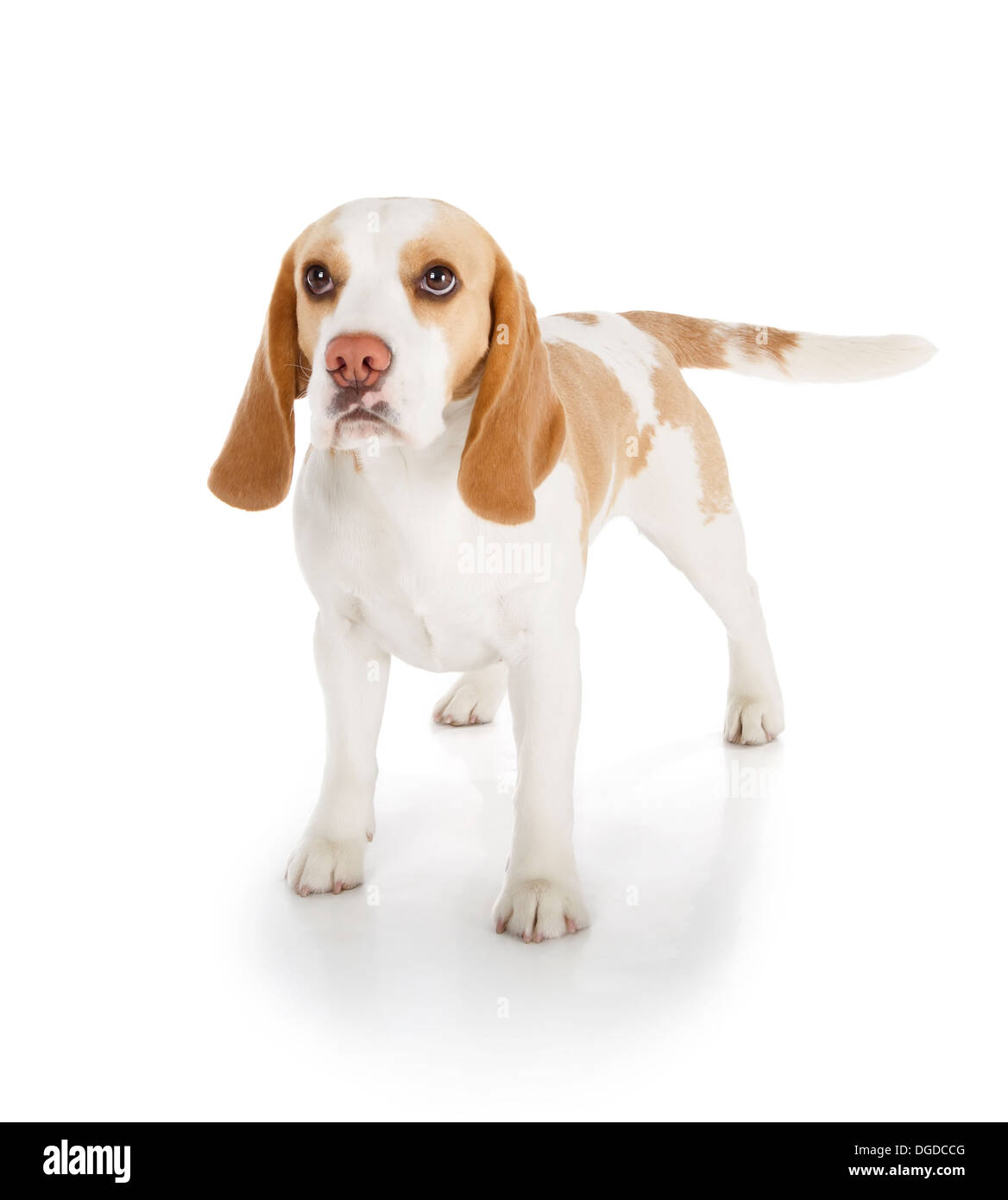 Simpatico cane beagle isolati su sfondo bianco Foto Stock