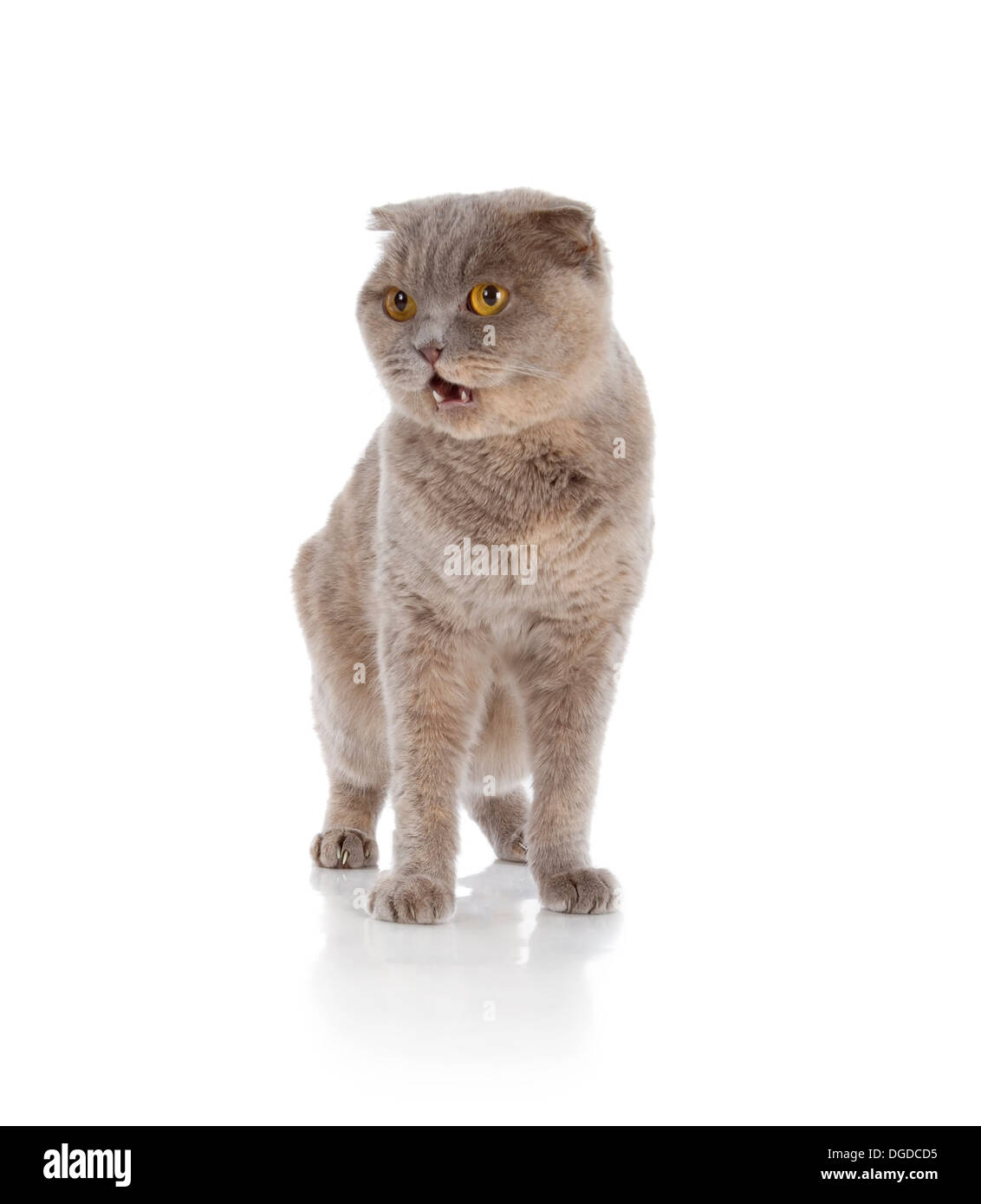 Scottish Fold cat isolati su sfondo bianco Foto Stock