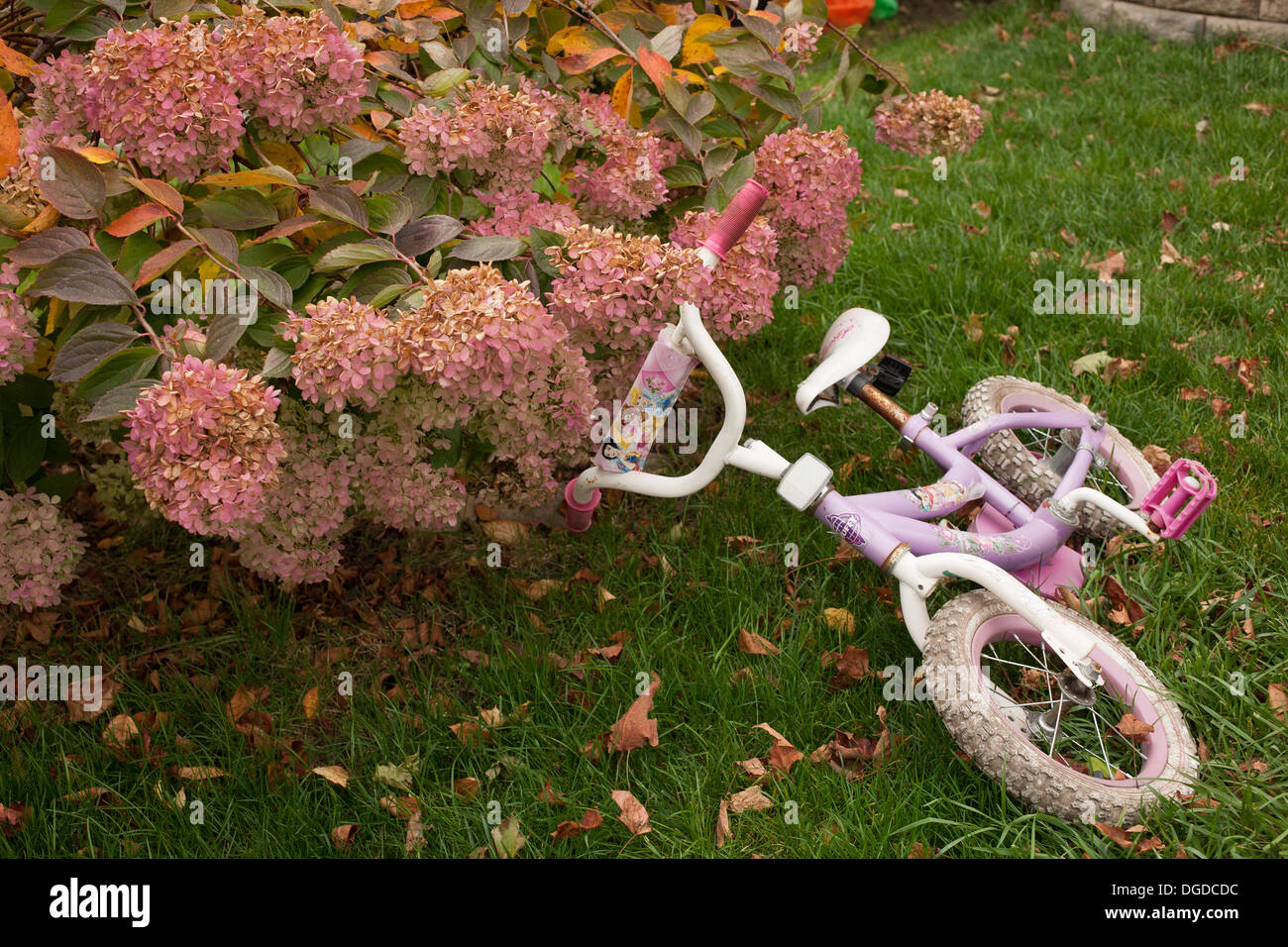 Una ragazza in bicicletta giace a terra accanto a una fioritura di ortensie su una caduta al giorno. Foto Stock