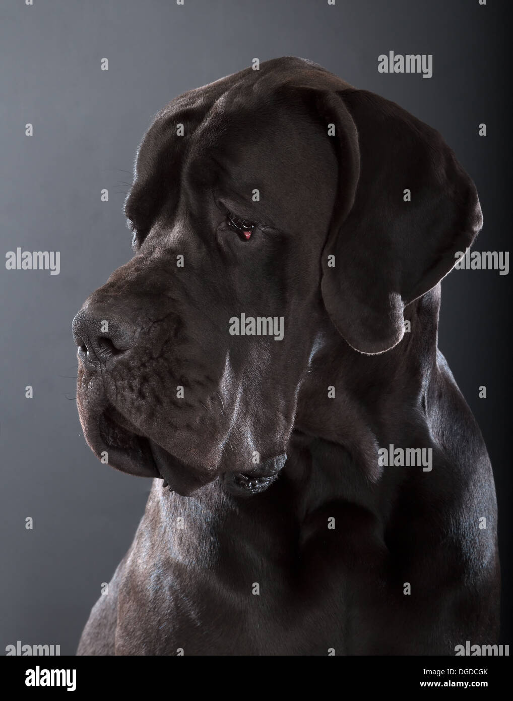 Nero alano cane su sfondo grigio scuro Foto Stock