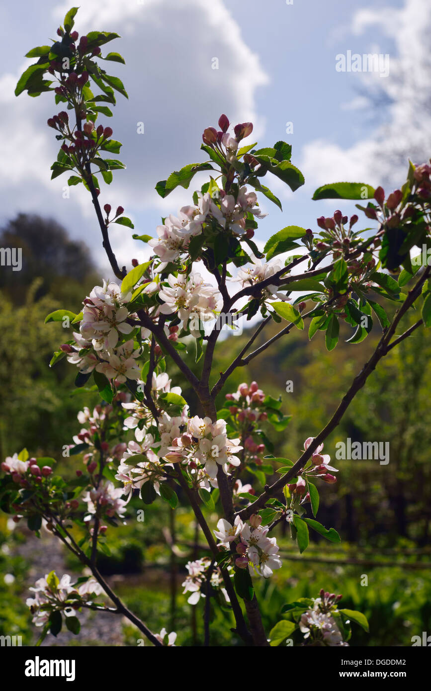 Albero di mele " Katy' fiore in primavera, Wales, Regno Unito Foto Stock