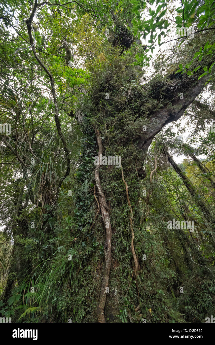 Foresta nativa, Nuova Zelanda Foto Stock