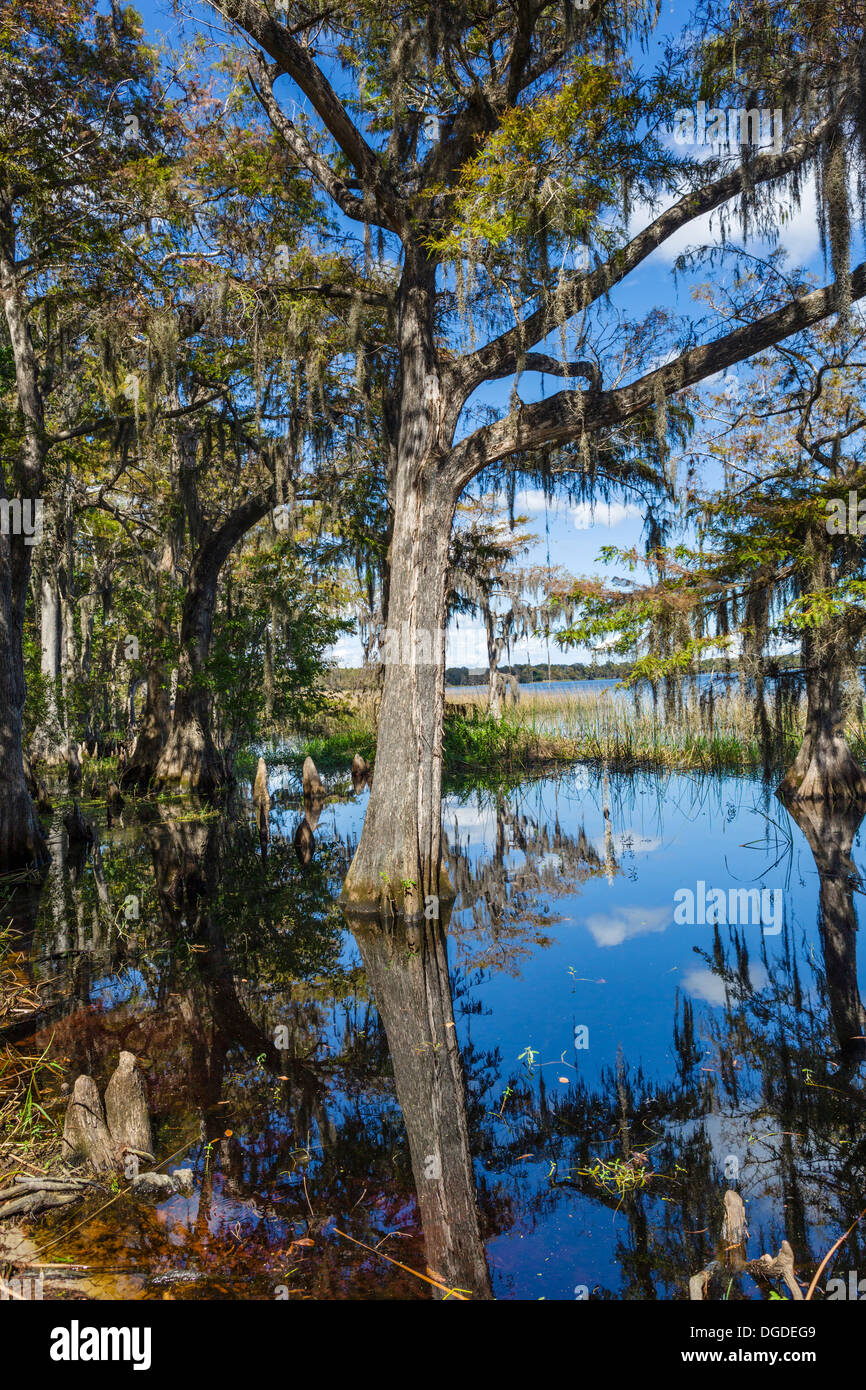 Il lago di Russell alla protezione della natura selvaggia Disney preservare, Poinciana, Kissimmee, vicino a Orlando, Florida centrale, STATI UNITI D'AMERICA Foto Stock