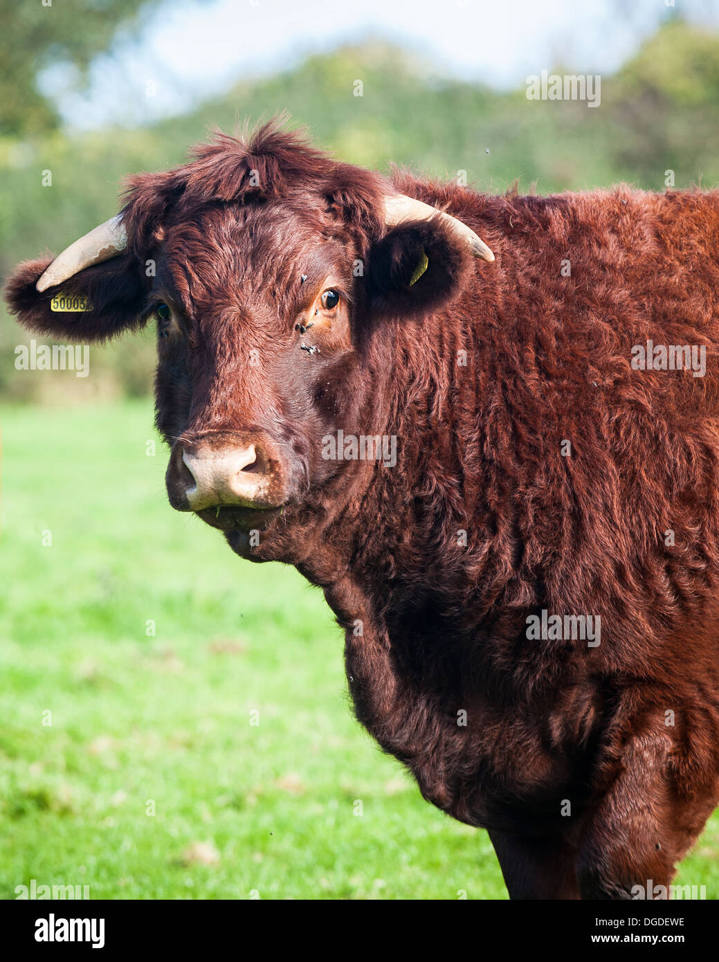 Bestiame Red Ruby Devon in un campo in Cornovaglia nel Regno Unito. Foto Stock