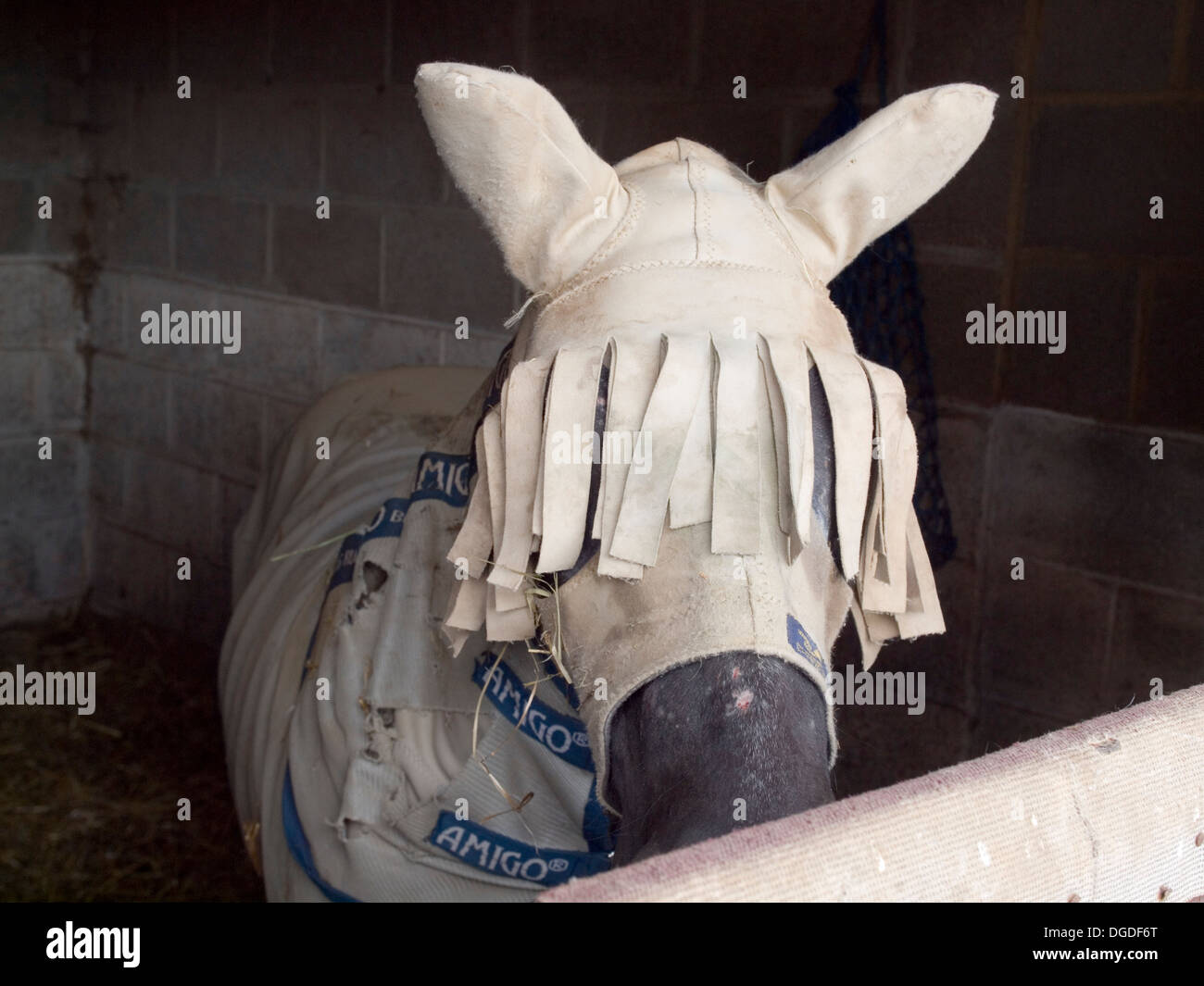 Cavallo con volare di protezione sulla testa Foto Stock