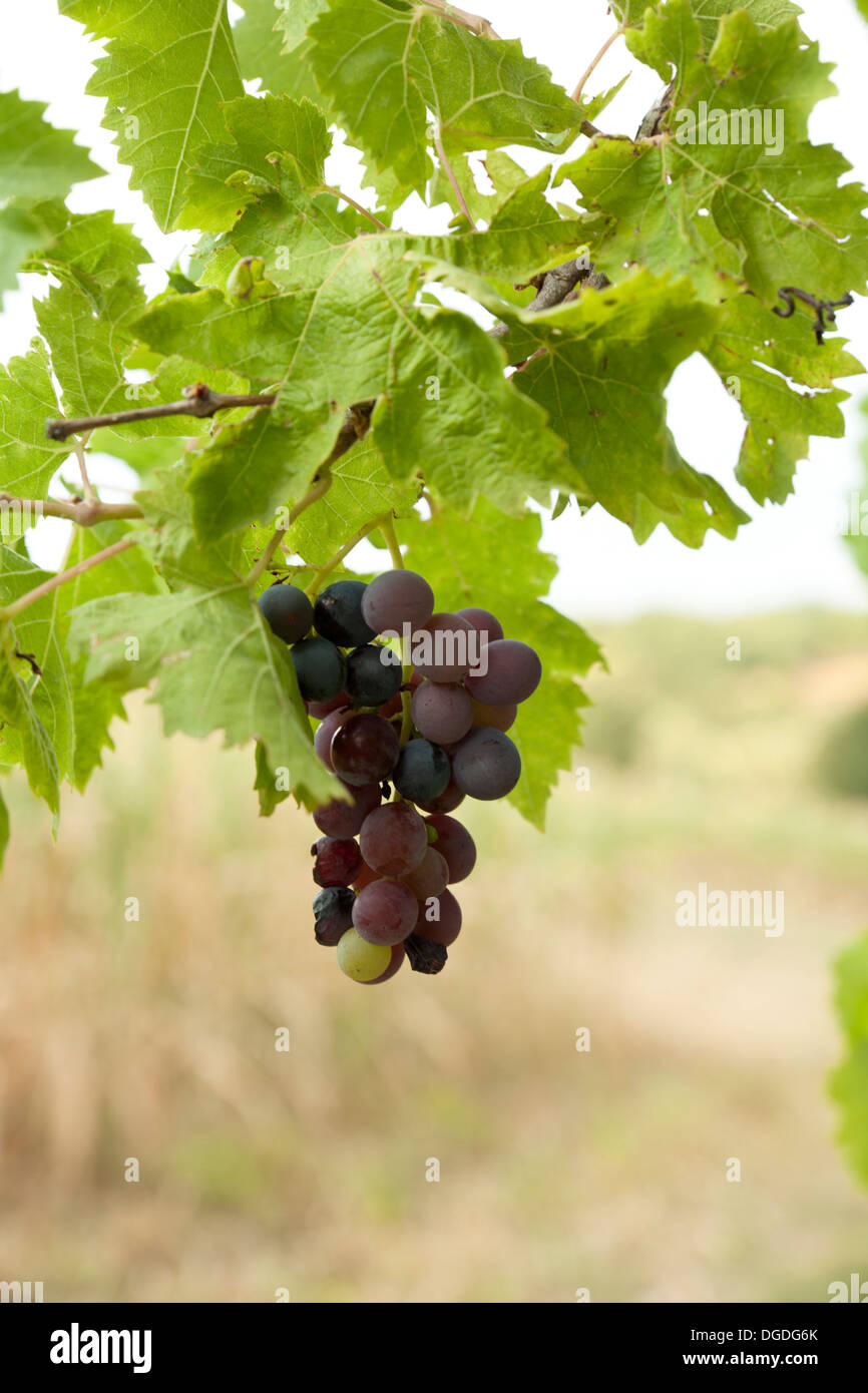 Mazzetto di vino rosso uve appendere un vitigno Foto Stock