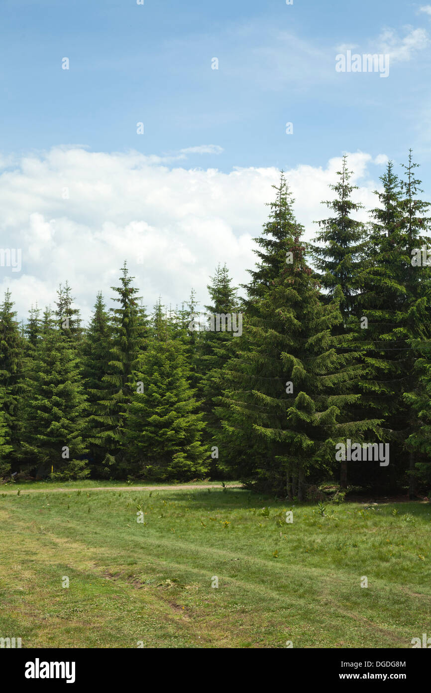 Folti boschi di conifere e strada di montagna Foto Stock