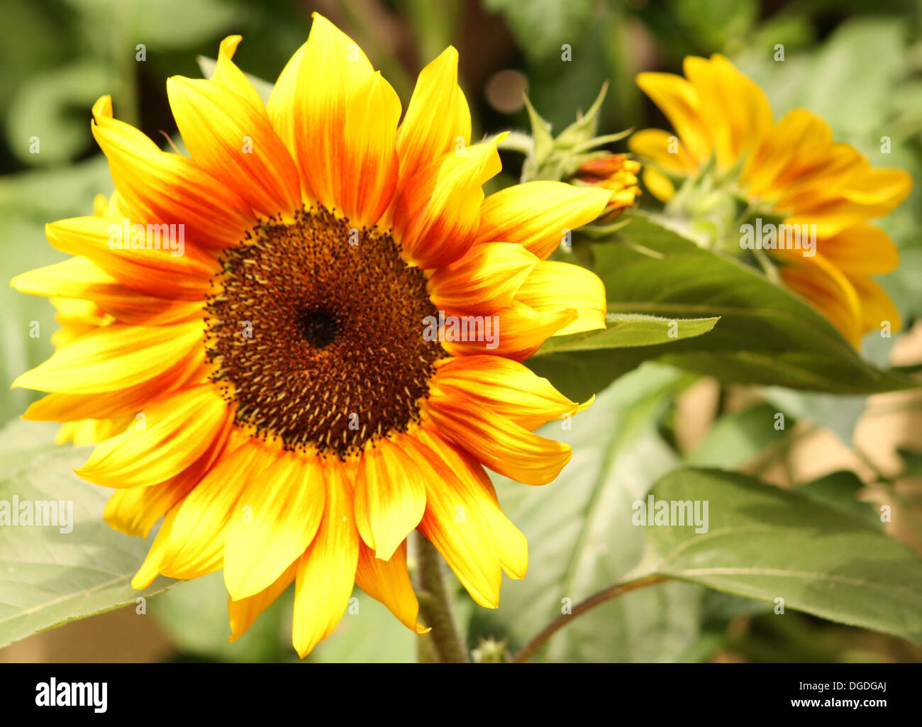 Girasoli per raggiungere la luce del sole Foto Stock