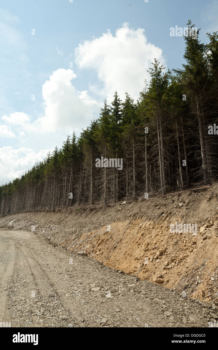 Foreste di conifere immagini e fotografie stock ad alta risoluzione Alamy