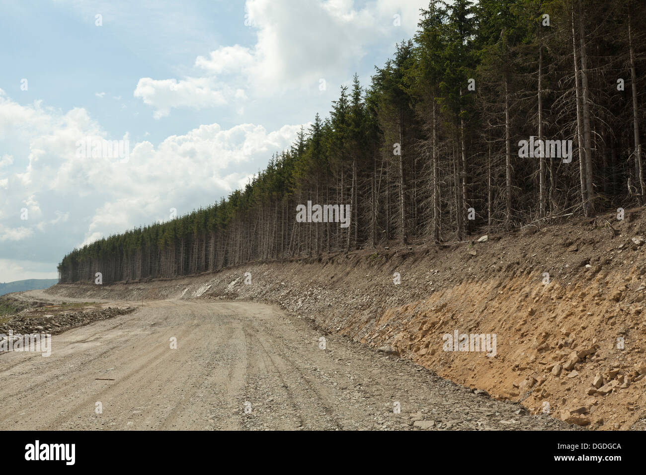 Folti boschi di conifere e strada di montagna Foto Stock